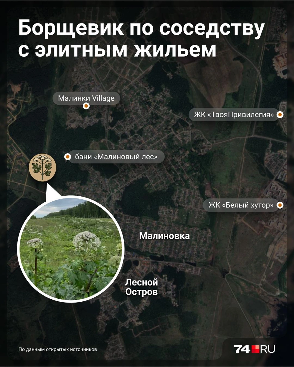 «Приближается катастрофа». Жителей элитного пригорода Челябинска напугало поле со смертельно опасным борщевиком | Источник: Семен Казьмин
