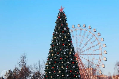 Novosibirsk Parks to Remove Christmas Trees Starting February 2
