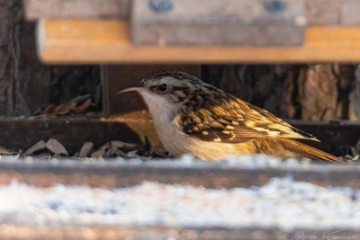 Редкая птица появилась на кормушке в Удельном парке