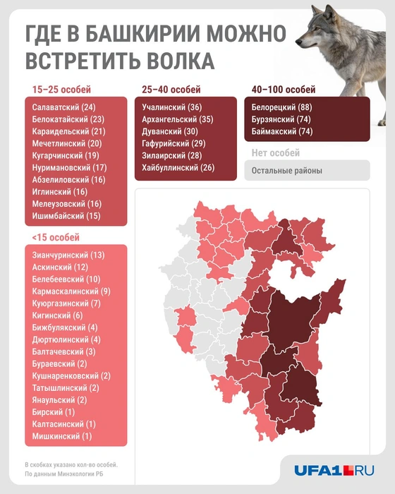 Где на самом деле водятся волки в Башкирии | Источник: Юрий Скулыбердин / Городские медиа
