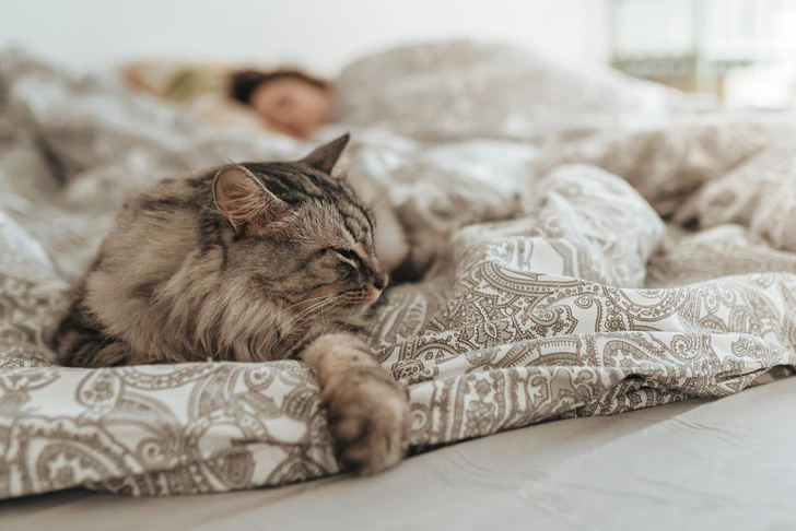 Что может рассказать о квартире место, в котором спит кот — вы удивитесь