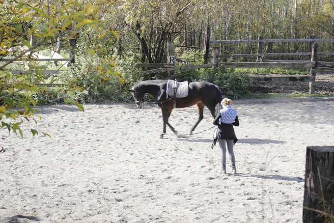 Манеж конноспортивного клуба | Источник: Стас Соколов/NGS.RU