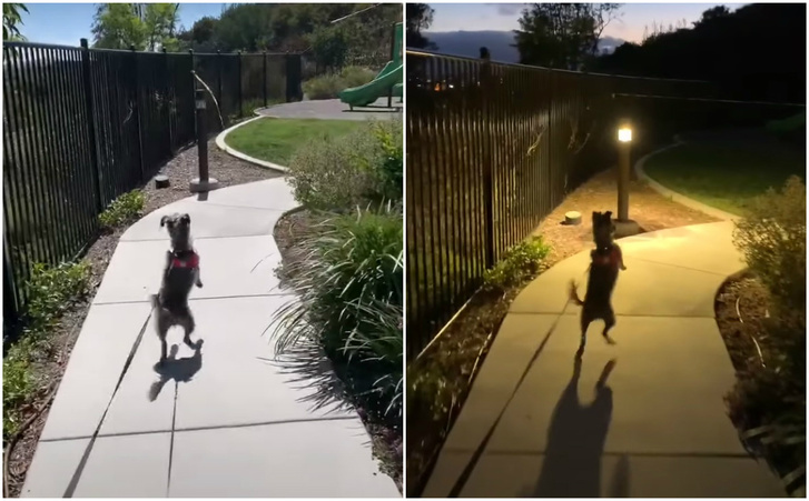 Фото №1 - Собака приходит в восторг каждый раз, когда видит парк для прогулок (видео)