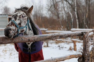 Tyumen Veterinarian Saves Old Horses from Slaughter