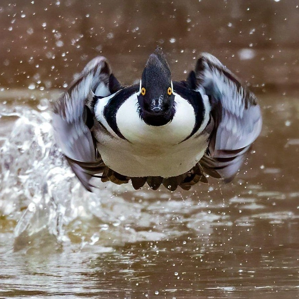 Источник: Charles Schmidt / World Nature Photography Awards 2022