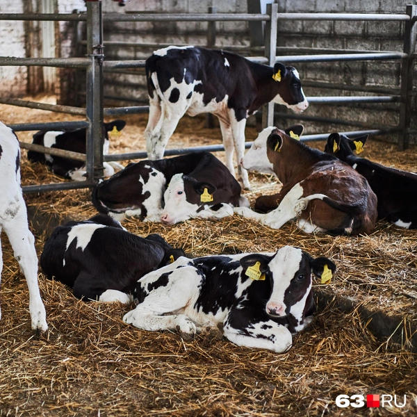 Источник: Роман Данилкин / 63.RU