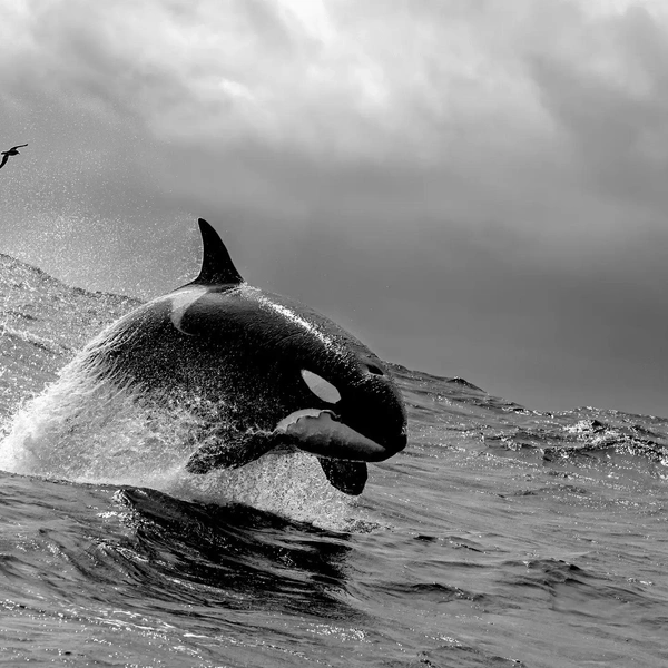 Победитель в номинации «Черно-белое фото» | Источник: Rachelle Mackintosh / Australian Geographic Nature Photographer 2025