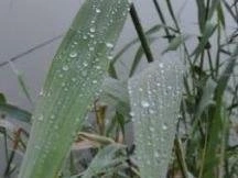 Крупные капли тумана осели на листьях водных растений | Источник: читатели V1.RU