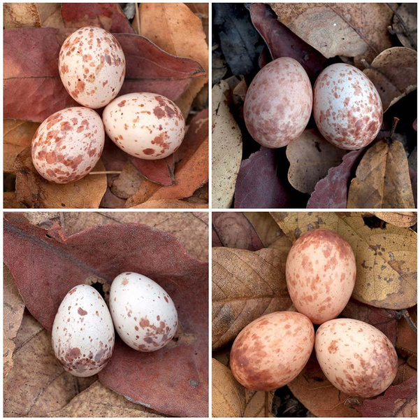 Узнает только мать: зачем птицы дронго научились ставить уникальную «подпись» на яйцах