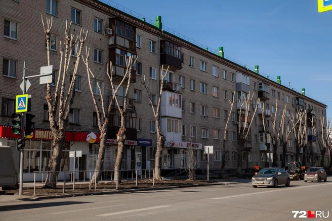 Вот так выглядят типичные водяные побеги. Такие ветки слабее, поэтому резко ломаются и падают | Источник: Ирина Шарова