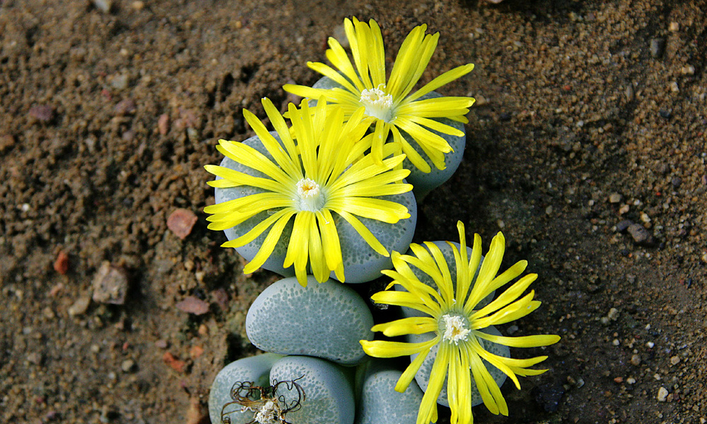 Lithops terricolor