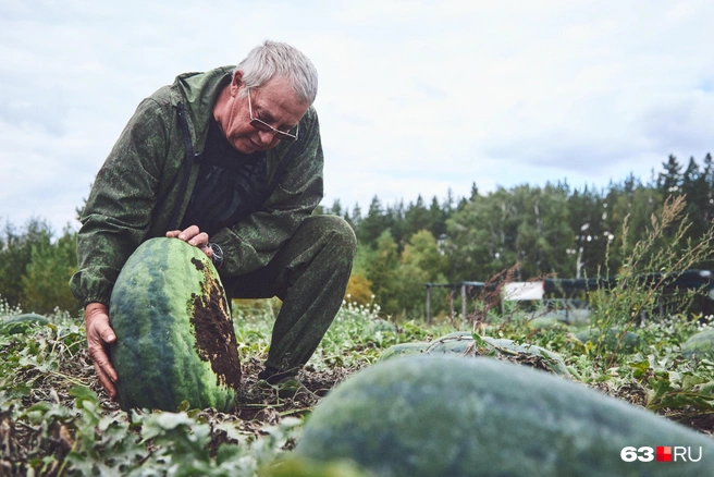 Владимир Абрамов проверяет, какого цвета пятно на арбузе | Источник: Роман Данилкин / 63.RU