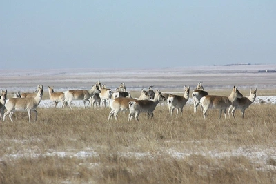 Дзерены возвращаются в исторический ареал в Забайкалье