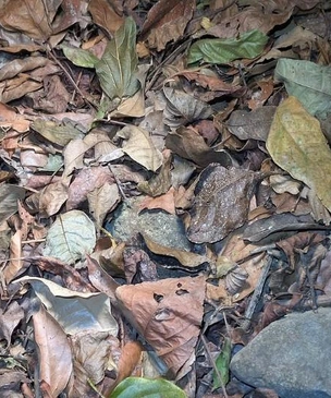 Картинка с загадкой: пользователь Reddit случайно сфотографировал лягушку