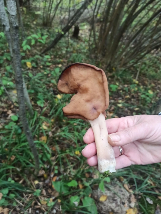 Галина Лаврова нашла строчок осенний | Источник: Грибы и Грибники Подмосковья / Vk.com