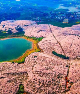 Цветение вишни в Китае: уникальные кадры  #Inspiration