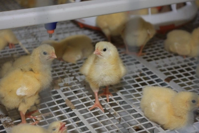 Выдачу цыплят льготникам в Кузбассе приостановили