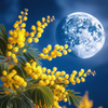 userpic__Midnight Mimosa