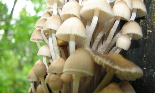 Осторожно: грибной сезон