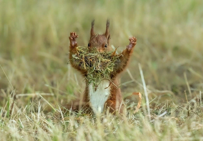 Кто-то взял кусок, который точно ему не по зубам | Источник: Udo Harms / Nikon Comedy Wildlife Photography Awards 2026