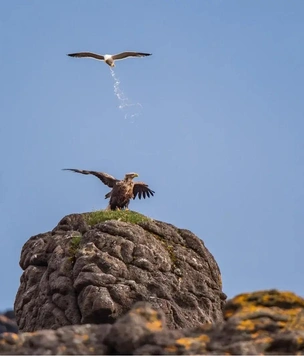 Самые смешные фото животных в дикой природе в 2025 году — финалисты комического конкурса Nikon Comedy Wildlife Awards