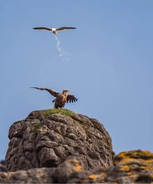 Самые смешные фото животных в дикой природе в 2025 году — финалисты комического конкурса Nikon Comedy Wildlife Awards