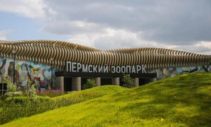 Скандал в новом Пермском зоопарке: медведя бьёт током у бассейна, посетители в шоке