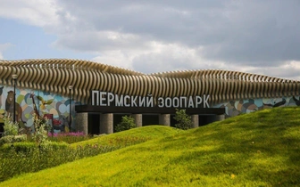 Скандал в новом Пермском зоопарке: медведя бьёт током у бассейна, посетители в шоке