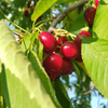 userpic__Лиса из пихтового леса