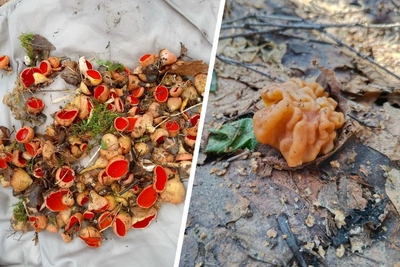 Какие весенние грибы уже растут в Подмосковье