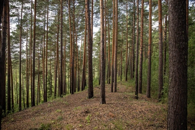 Суд взыскал с Алросы 2,7 млн за гибель работника в тайге
