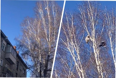 В Новосибирске замечена редкая белая сова