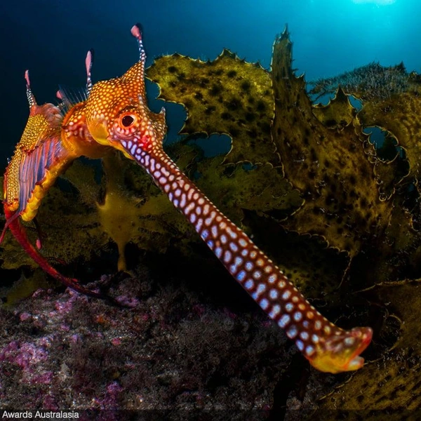 Финалист в номинации «Сиднейские воды» | Источник: Daniel Sly / Underwater Awards Australasia 2025