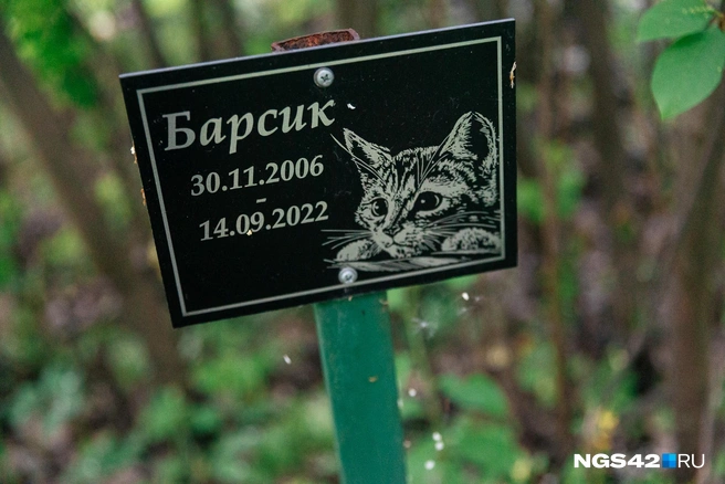 Источник: Максим Серков / NGS42.RU