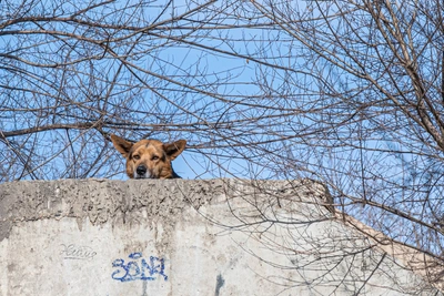 Красноярск добавит 5 млн рублей на бездомных собак