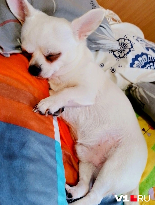 Смотрите, как сладко спит эта бусинка | Источник: читатели V1.RU