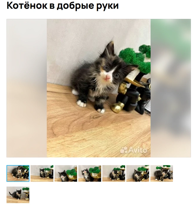 А какой взгляд! | Источник: Аvito.ru
