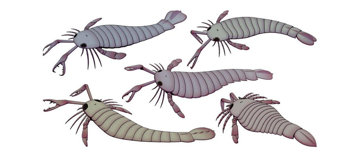 Совсем не «котики»: посмотрите на гигантского скорпиона, который терроризировал моря 460 млн лет назад