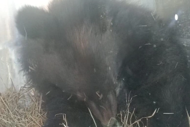 Источник: Минлесхоз Приморья