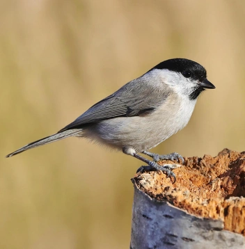 Черноголовая гаичка (Poecile palustris) | Источник: Leo Bucher via Shutterstock/Fotodom.ru