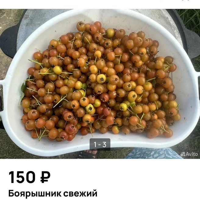 Боярышник продают немногие  | Источник: Avito.ru