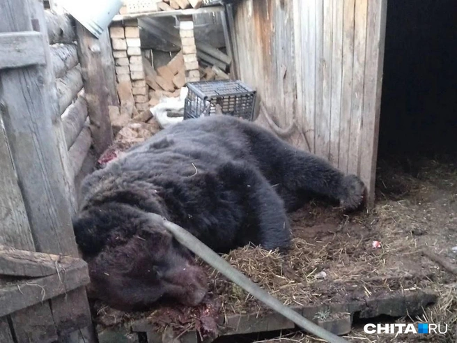 Доесть свинину косолапому не дали | Источник: очевидец