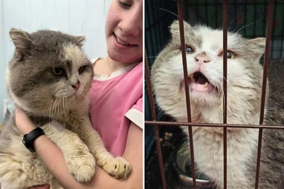 "He Sat and Waited": Novosibirsk Seeks Home for Big-Cheeked Cat Magadan
