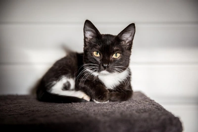 Почему кошки мурлычут — объяснение ветеринара