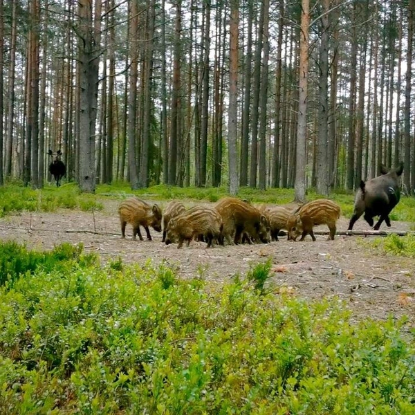 Редкие кадры из леса: лось напугал кабанов с поросятами  | Источник: Каждой твари по паре / Павел Глазков
