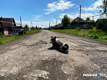 Также на улицах села солнечные ванны принимают дружелюбные псы | Источник: Елизавета Богатырева / NGS42.RU