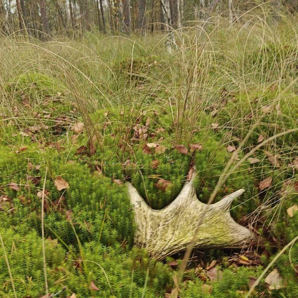 Источник: Каждой твари по паре / Телеграм