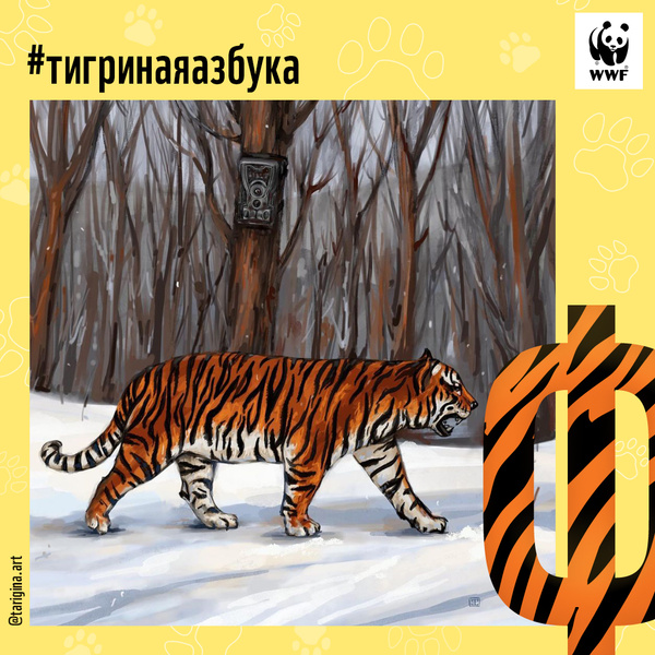 Фото №21 - Тигры от А до Я: WWF России и Woman.ru выпустили карточки об амурском тигре