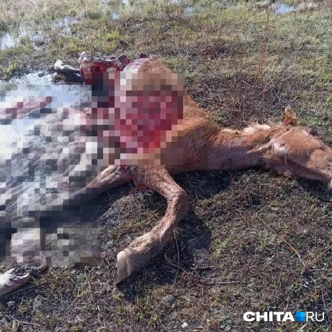 За отстрел отвечает Минприроды, а местные жители лицензии на отстрел, по словам главы, не берут | Источник: очевидец