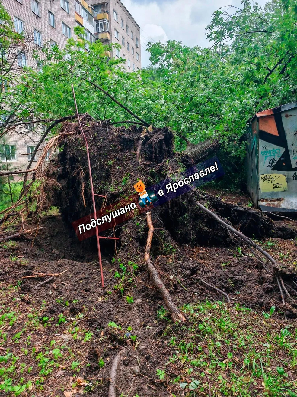 На улице Салтыкова-Щедрина в центре дерево вырвало с корнем | Источник: Подслушано в Ярославле! / Vk.com